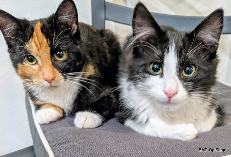 Bonded Pair - Pecan and Truman Bonded Pair - Pecan and Truman