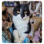 Angelo, rescue cat  for adoption with BMD Cat Welfare
