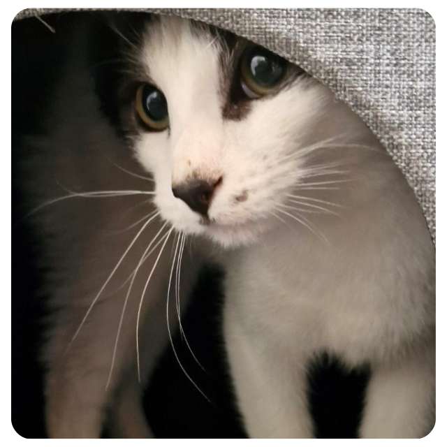 Bandit, rescue cat  for adoption with BMD Cat Welfare