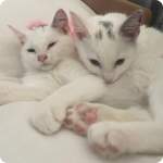 Coco & Casper, rescue cats  for adoption with BMD Cat Welfare