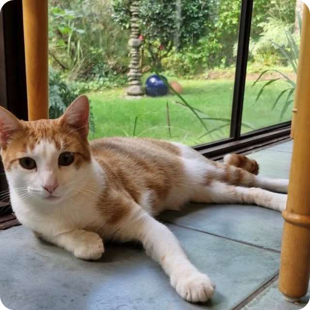  Rescue Cat Adoption Story Fox – Now Mr Bean 