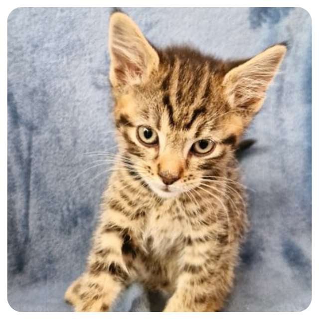  BMD's Latest Rescue Kitten Homer 