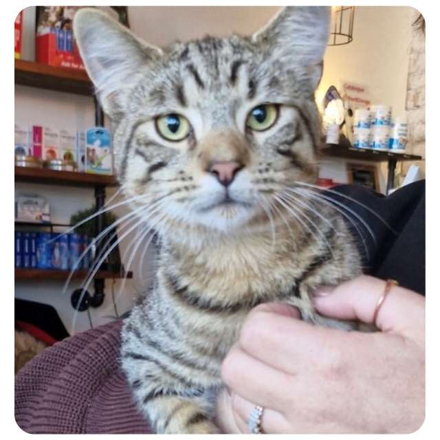 Jack, rescue cat  for adoption with BMD Cat Welfare