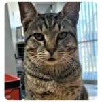 Noodles, rescue cat  for adoption with BMD Cat Welfare