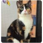 Tallulah, rescue cat  for adoption with BMD Cat Welfare
