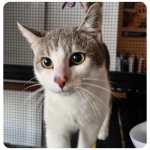 Tigger, rescue cat  for adoption with BMD Cat Welfare