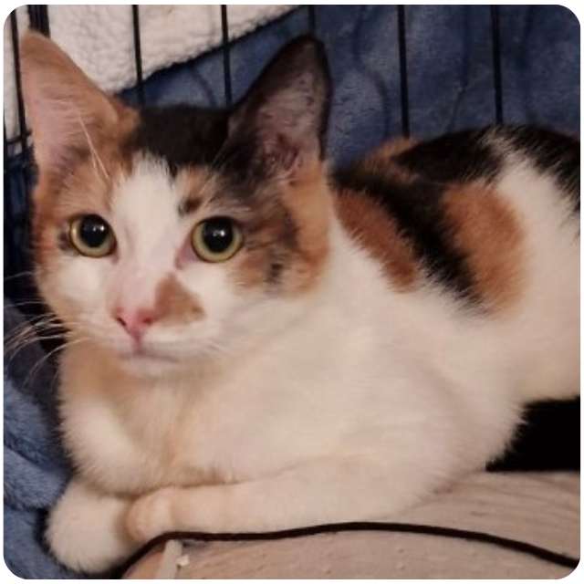 Tosce, rescue cat  for adoption with BMD Cat Welfare