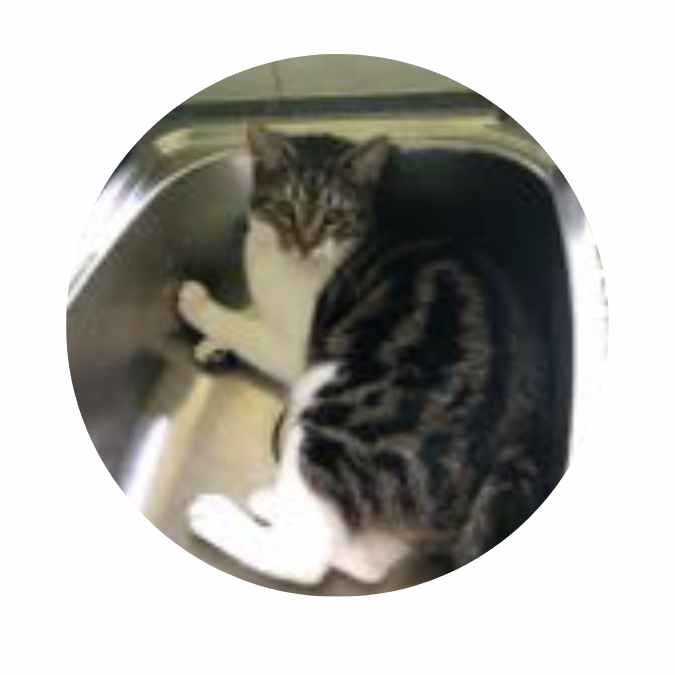 Adoption Success Shorts Maverick Adoption Success Shorts Maverick