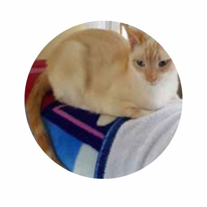 Adoption success shorts Smiley Adoption Success Shorts Smiley