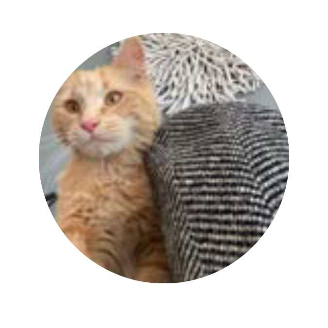 Adoption Success Shorts Wee Willie Adoption Success Shorts Wee Willie