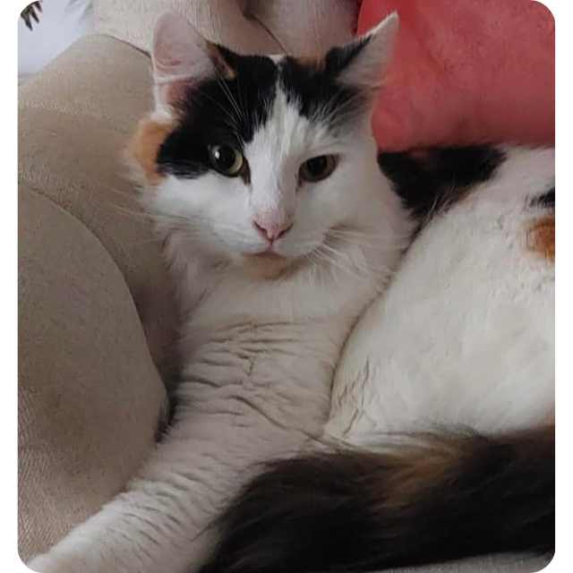 Adopt rescue cat Audrey
bmdcatwelfare.com.au Adopt rescue cat Audrey bmdcatwelfare.com.au