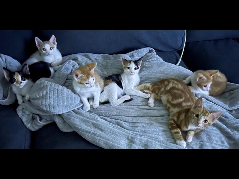 BMD Cat Welfare Newsletter May 2023 BMD Cat Welfare Newsletter May 2023