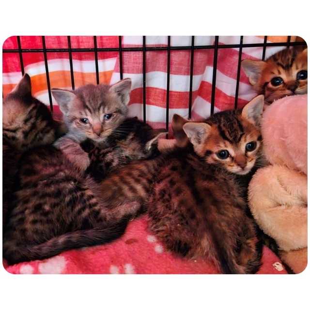 Appeal for Rescue Cat Tom Tom BMD Cat Welfare BMD Latest Kitten Rescue 10 Kittens Nov 2024