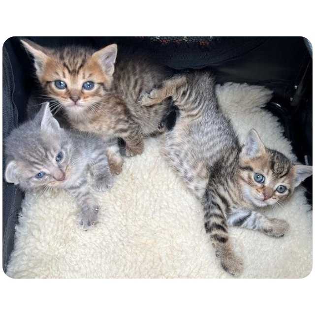 BMD Latest Kitten Rescue 10 Kittens Nov 2024 BMD Latest Kitten Rescue 10 Kittens Nov 2024
