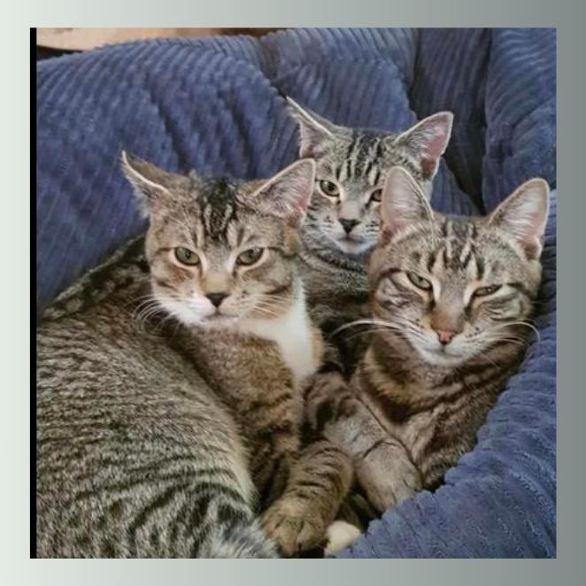 BMD Cat Welfare Newsletter Rescue Cats