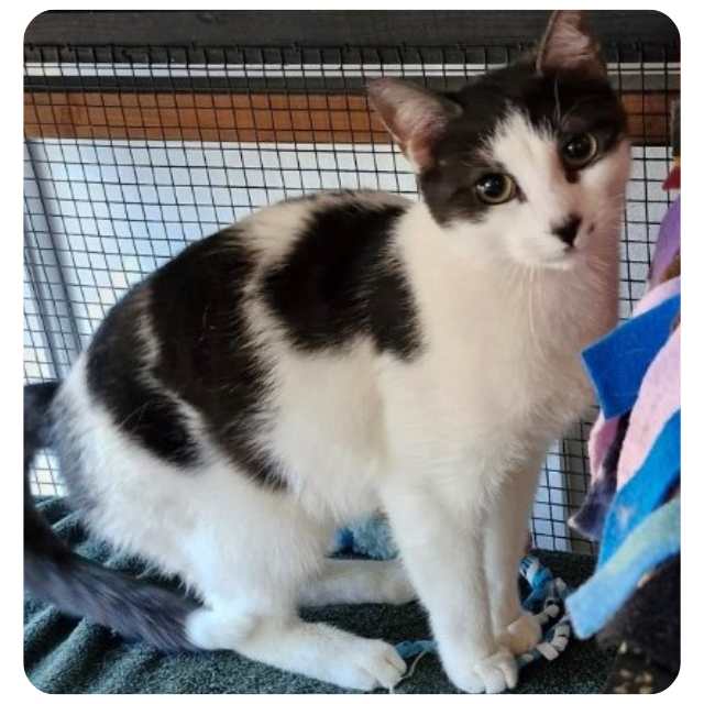 Bandit, rescue cat  for adoption with BMD Cat Welfare