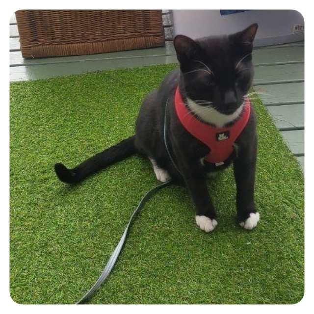 Cat Adoption Happy endings rescue cat Benson Cat Adoption Happy endings rescue cat Benson