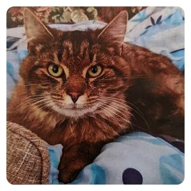 Happy Ending Cat Adoption Story Benson Happy Ending Cat Adoption Story Benson