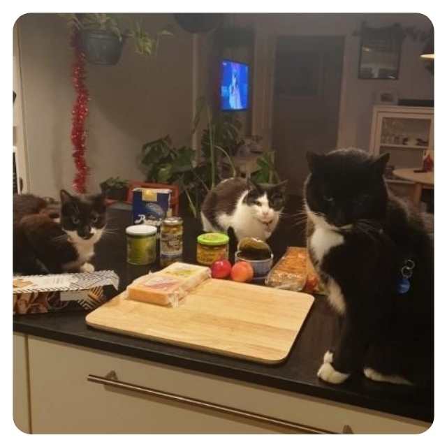 Cat Adoption Happy endings for rescue cat  Betty Cat Adoption Happy endings for rescue cat  Betty