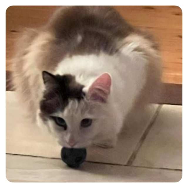 Cat Adoption Happy endings for rescue cat  Betty Happy Ending Cat Adoption Story Bob