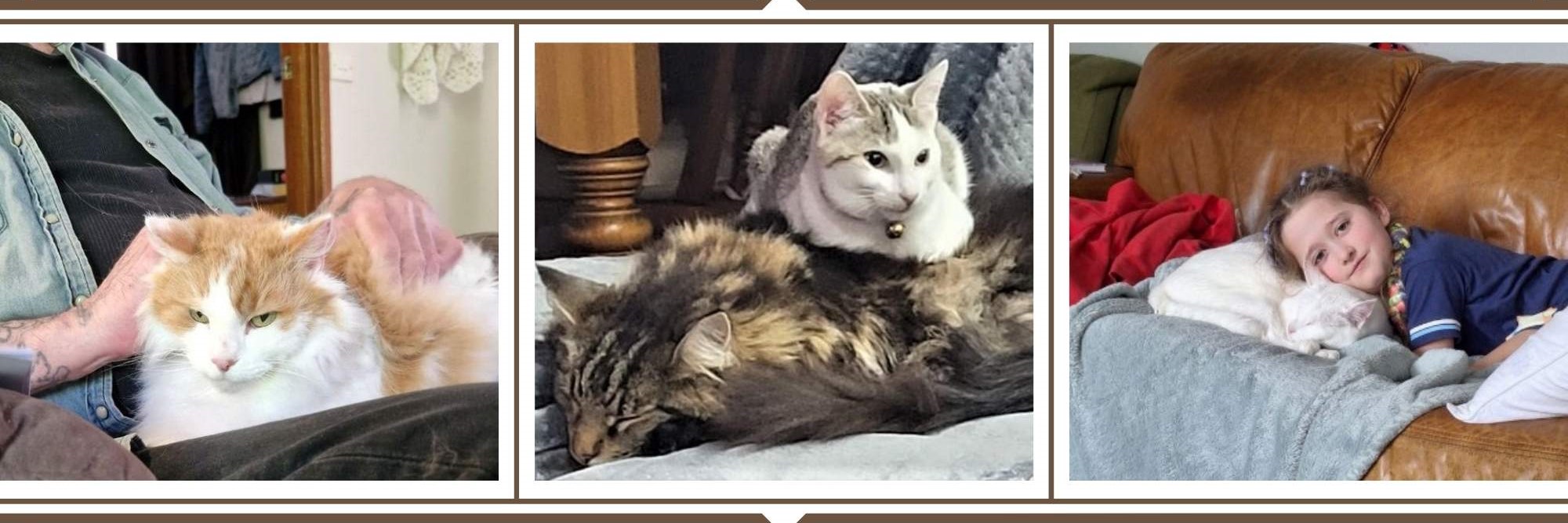 Cat Adoption Stories Photos of BMD Rescue Cats who have been adopted Happy Endings BMD Cat Welfare Cat Adoption Stories