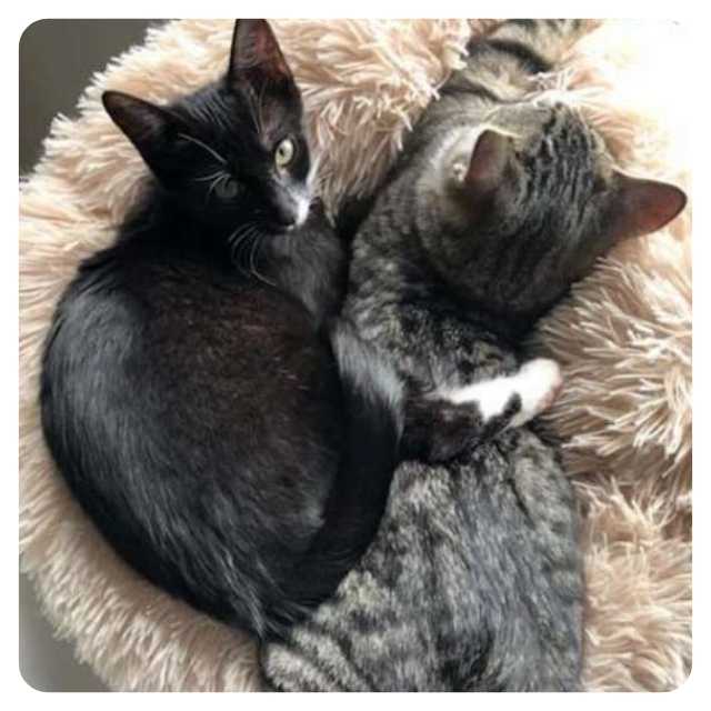 Happy Ending Cat Adoption Story Charlie and Pearl Happy Ending Cat Adoption Story Charlie and Pearl