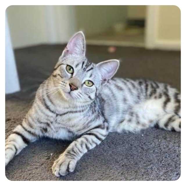 Happy Ending Cat Adoption Story Charlie and Pearl Happy Ending Cat Adoption Story Charlie and Pearl