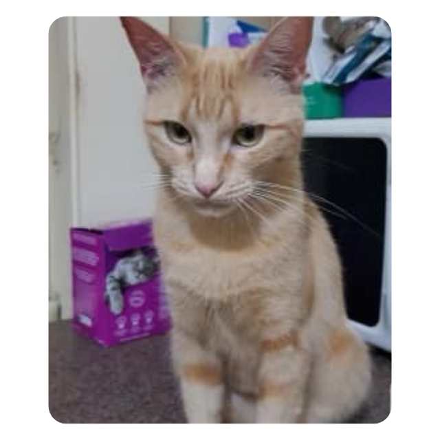 Cherry- Emergency Cat Rescue Hoarder Situation