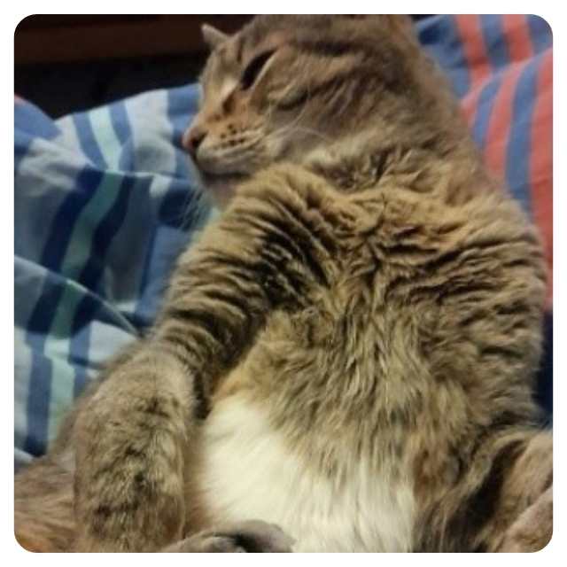 Cat Adoption Happy Endings for Rescue Cat Dawson Cat Adoption Happy Endings for Rescue Cat Dawson