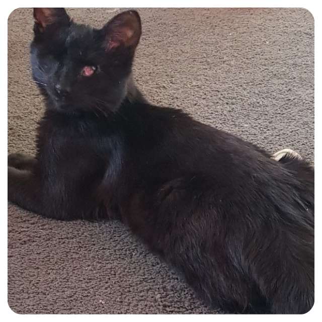 Funding Appeal for the Courageous Dom Funding Appeal for the Courageous Dom