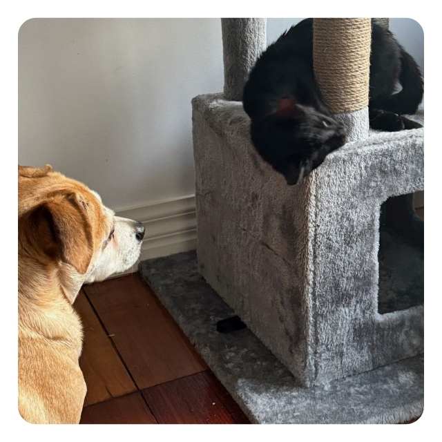 Dom and Milo Happy Ending - A tale of triumph and New Beginnings Dom and Milo Happy Ending - A tale of triumph and New Beginnings