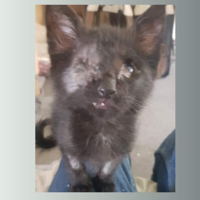 Help Save Fearless Feline, Dom Help Save Fearless Feline, Dom