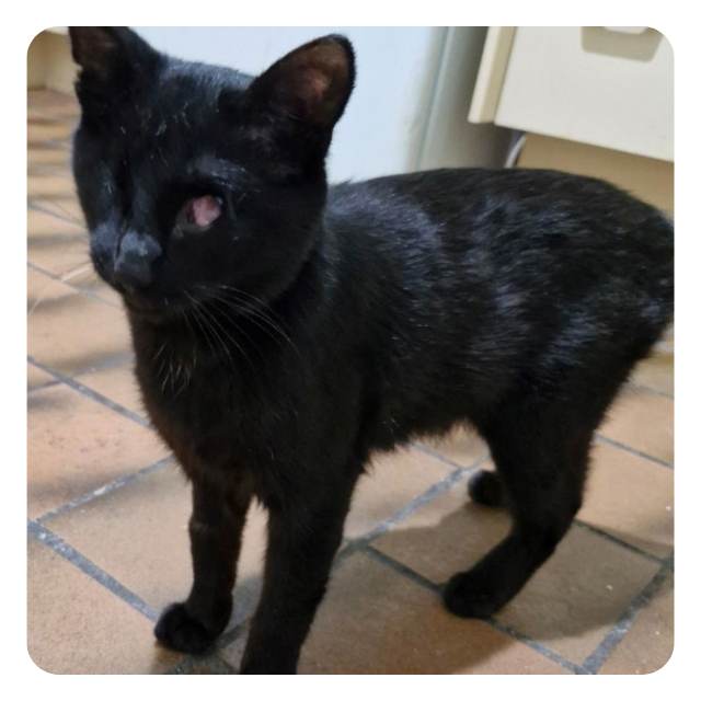 Funding appeal and Dom's Rescue story Funding appeal and Dom's Rescue story