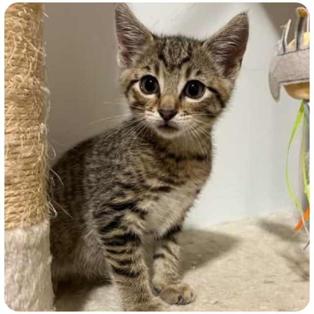 Adopt rescue cat Freddy bmdcatwelfare.com.au Adopt rescue cat Freddy bmdcatwelfare.com.au