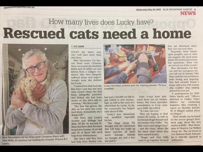 Article Blue Mountains Gazette Rescued cats need a home