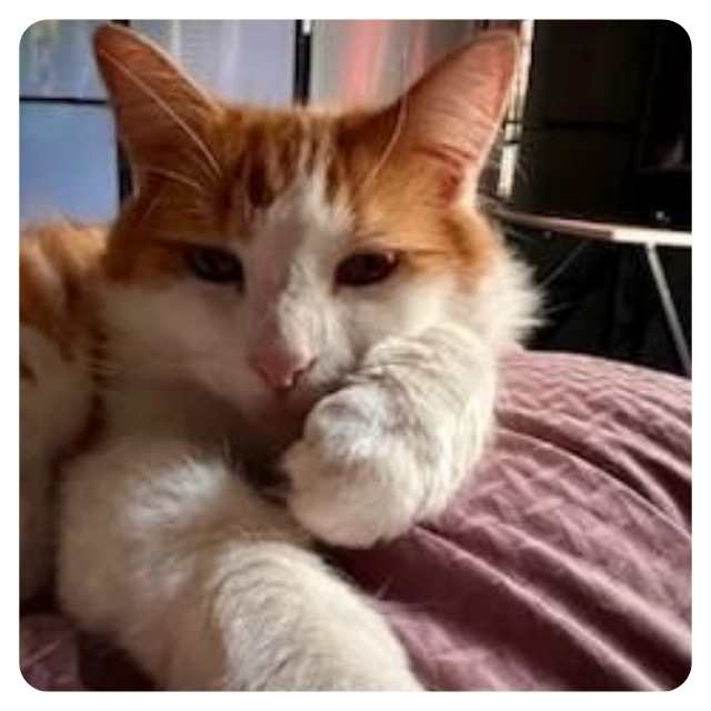 Cat Adoption Happy Endings Rescue Cat GinGin Cat Adoption Happy Endings Rescue Cat GinGin