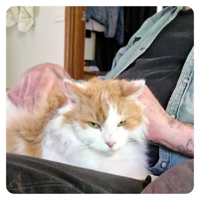 Happy Ending Cat Adoption Story Carmel with Michael Happy Ending Cat Adoption Story Carmel with Michael