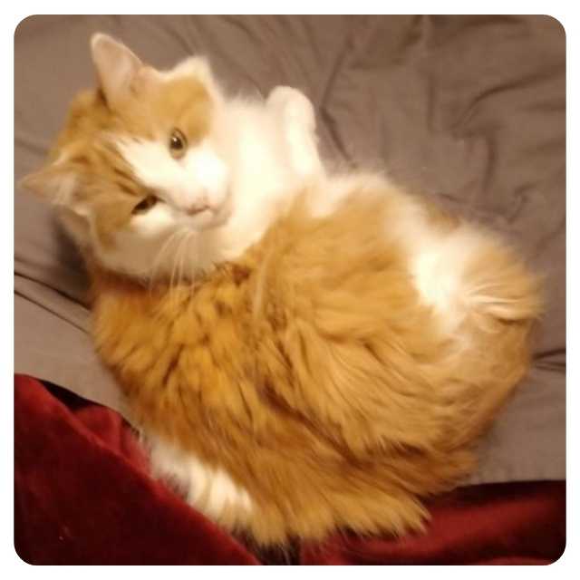 Happy Ending Cat Adoption Story Carmel Happy Ending Cat Adoption Story Carmel