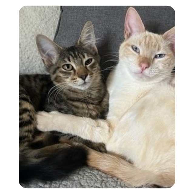 Cat Adoption Happy Endings Rescue Cat Henry (formerly Smiley) Henry (Smiley) and Arial - Emergency Cat Rescue Hoarder Situation