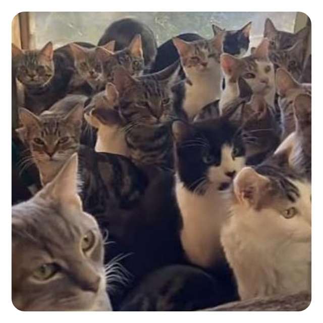 Emergency Cat Rescue Hoarder Situation