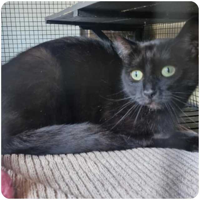 Adopt rescue cat Ivy
bmdcatwelfare.com.au Adopt rescue cat Ivy bmdcatwelfare.com.au