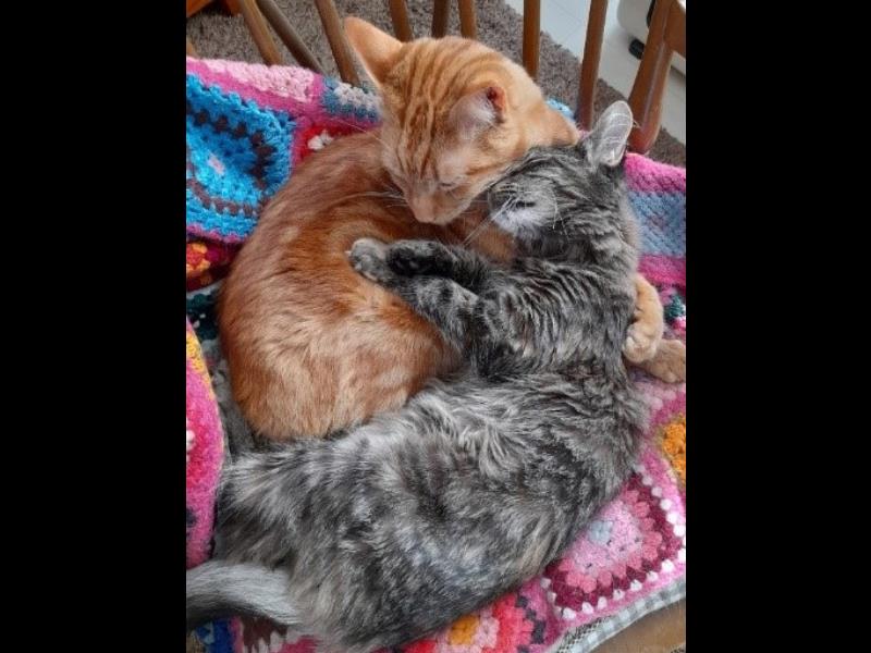 BMD Cat Welfare Newsletter May 2023 BMD Cat Welfare Newsletter May 2023