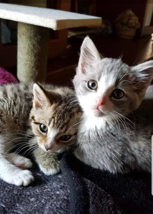 Cat adoption process
Rescue Kittens BMD Cat Welfare