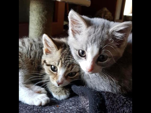 Cat adoption process
Rescue Kittens BMD Cat Welfare