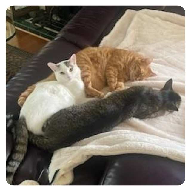 Cat Adoption Happy endings rescue cat Benson Happy Ending Cat Adoption Story Lilac