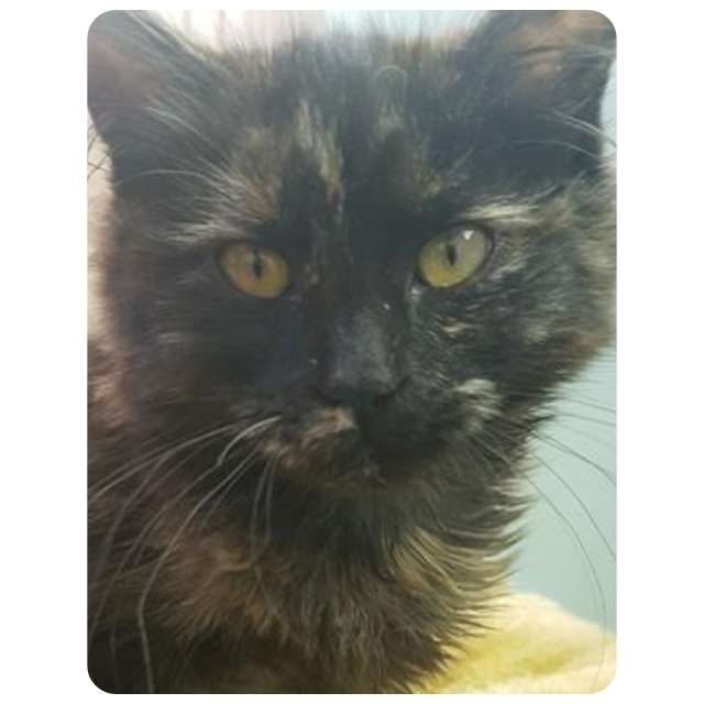 Lucky - Emergency Cat Rescue Hoarder Situation