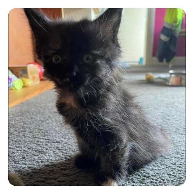 Lucky - Emergency Cat Rescue Hoarder Situation