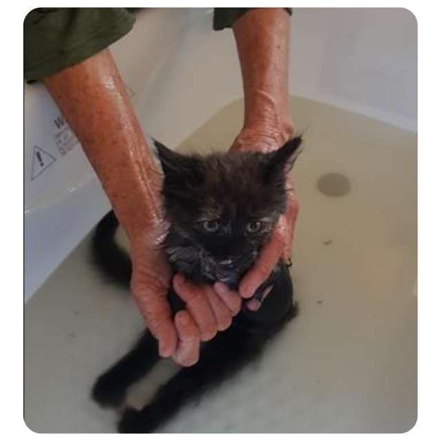 Lucky - Emergency Cat Rescue Hoarder Situation