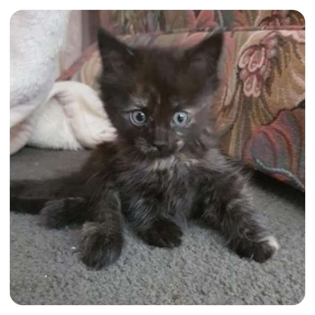 Lucky - Emergency Cat Rescue Hoarder Situation