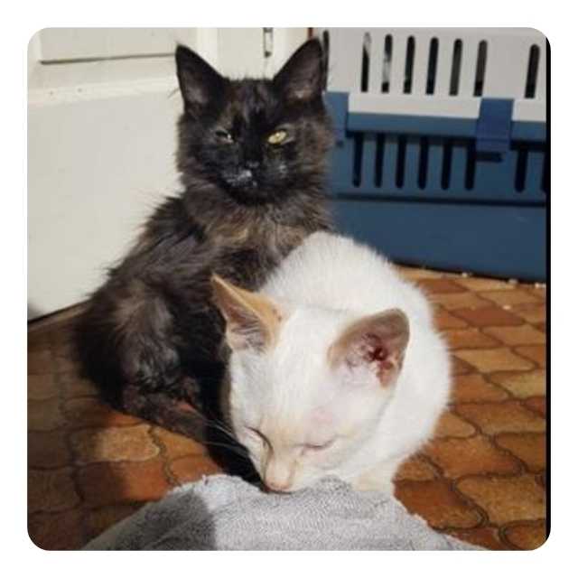 Emergency Rescue Lucky and Smiley  BMD Cat Welfare